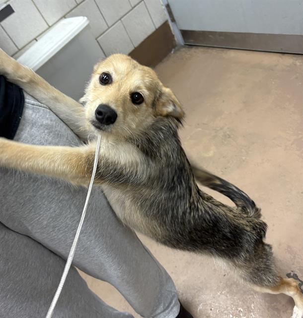 Adoptable Dog