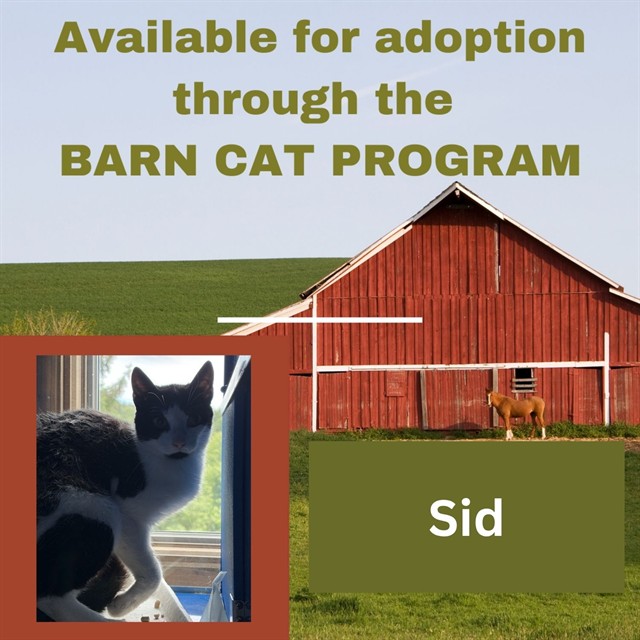 Sid Barn Cat