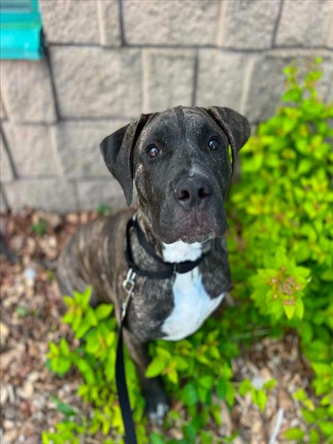 Ronnie