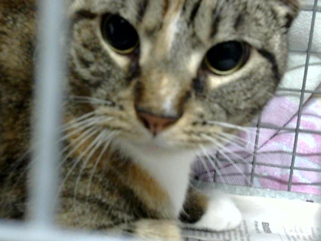 Adoptable Cat