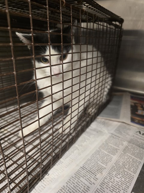 Adoptable Cat