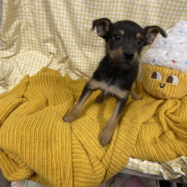 Adoptable Dog