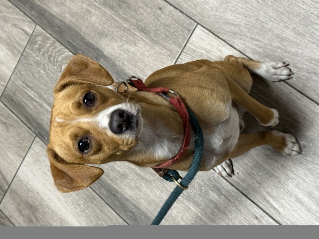 Dorito