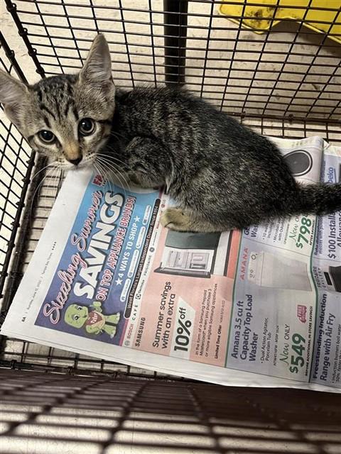 Adoptable Cat