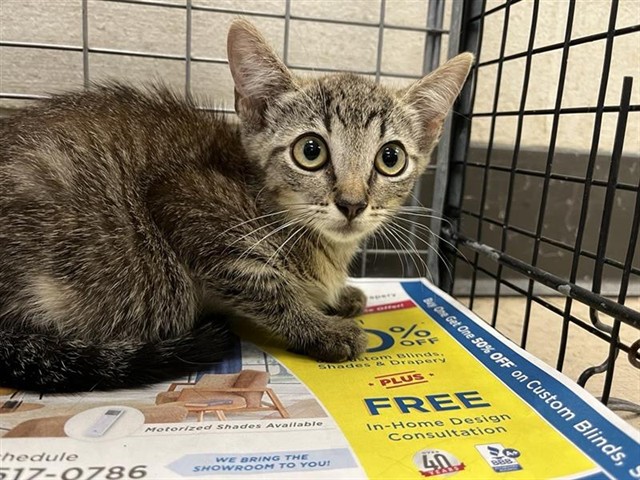 Adoptable Cat