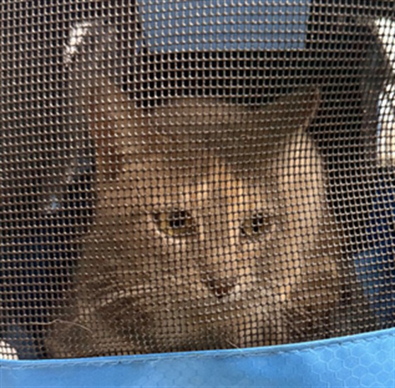 Adoptable Cat