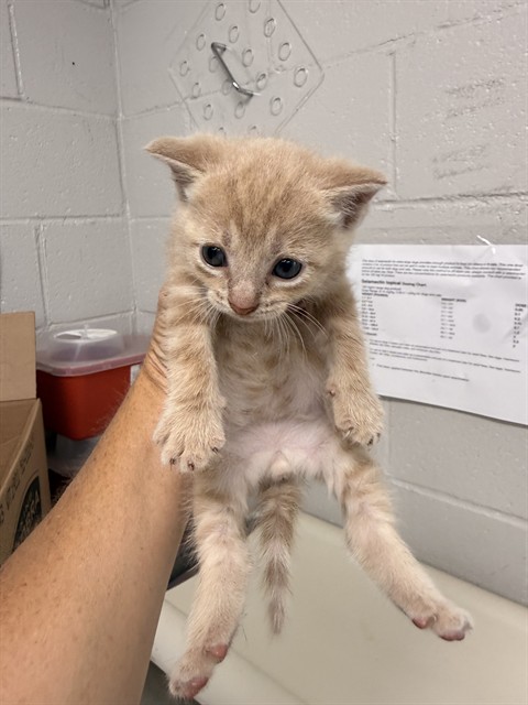 Adoptable Cat