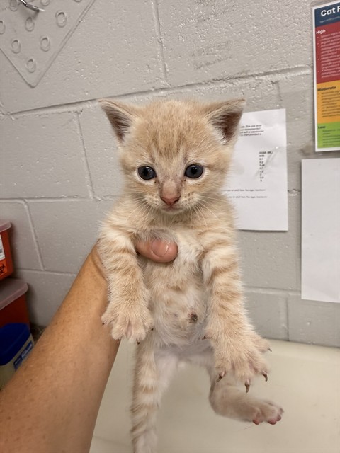 Adoptable Cat