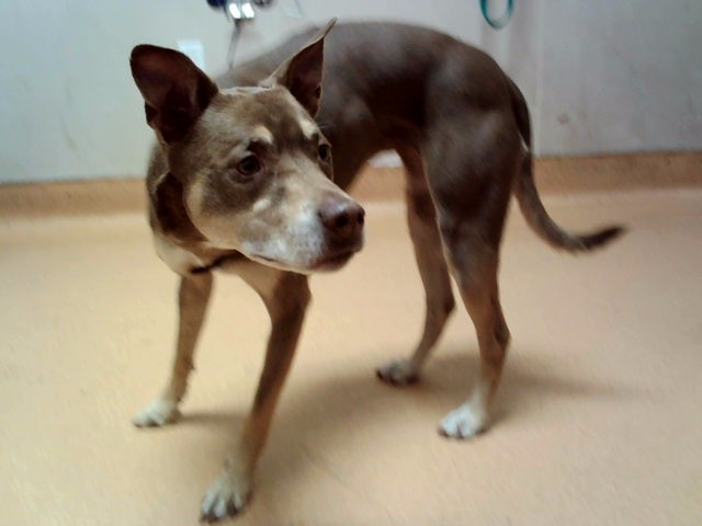 Brandy