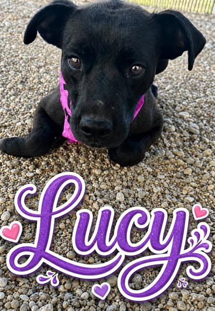 Lucy