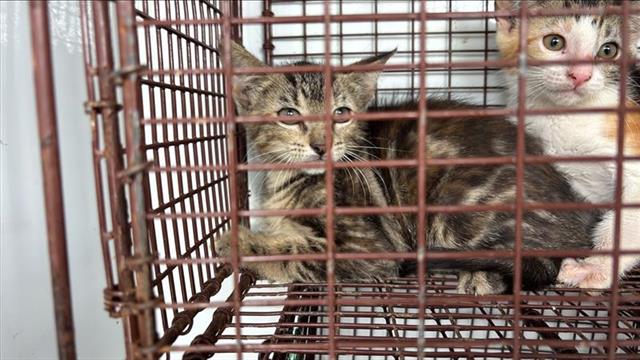 Adoptable Cat