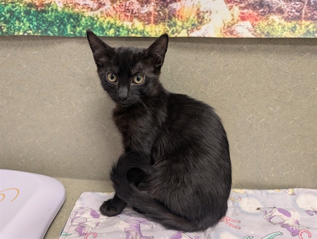 Adoptable Cat