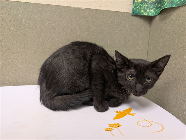 Adoptable Cat