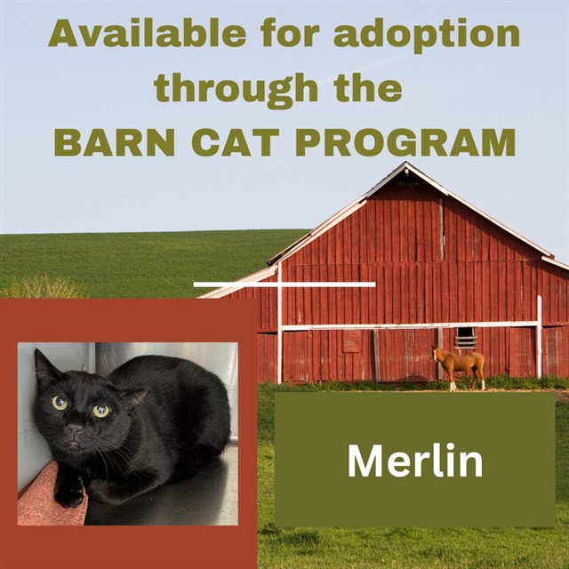Merlin Barn Cat
