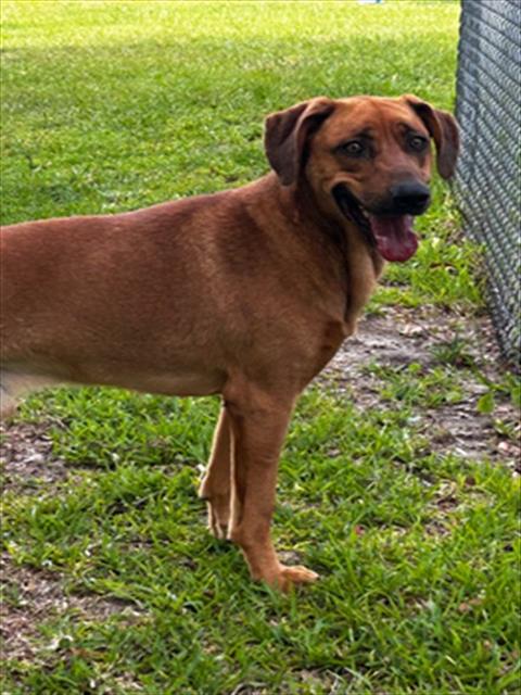 Adoptable Dog
