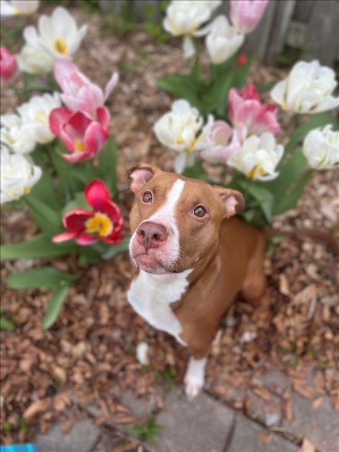 Nova