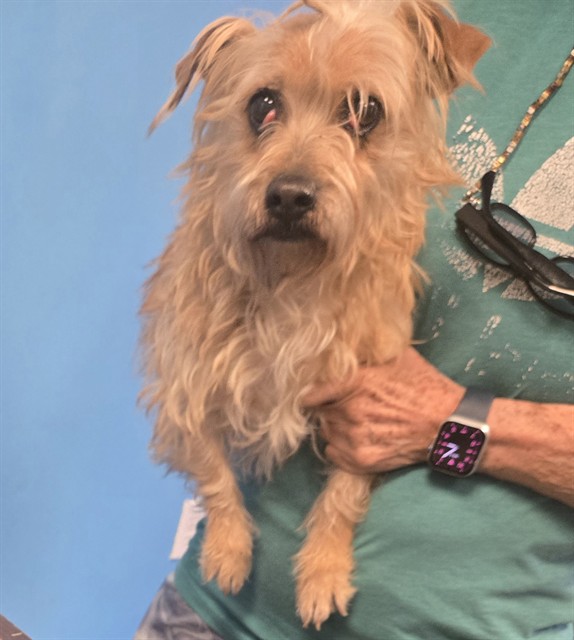 Adoptable Dog