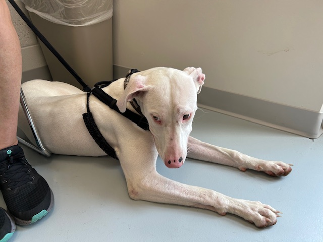 Adoptable Dog