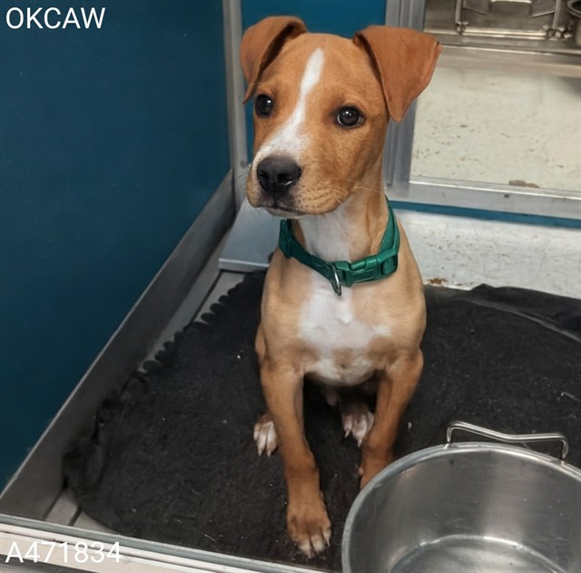 Adoptable Dog
