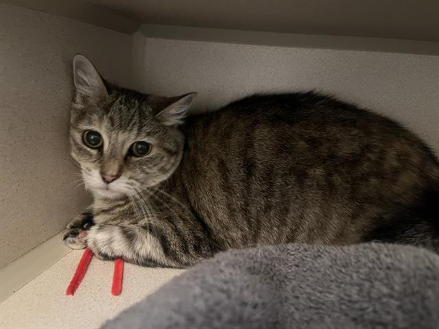 Mimi