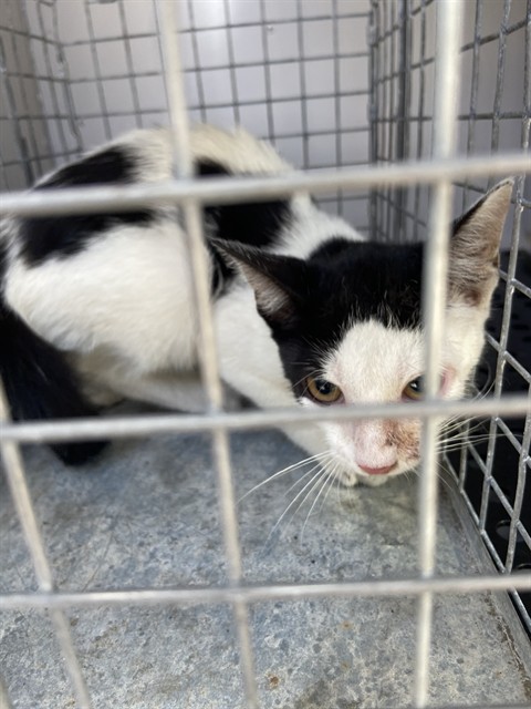 Adoptable Cat