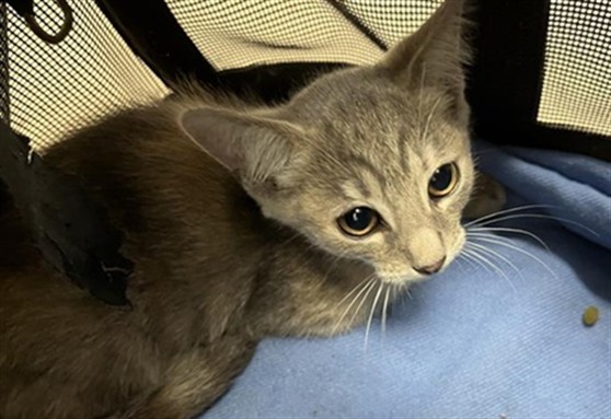Adoptable Cat