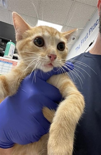 Adoptable Cat