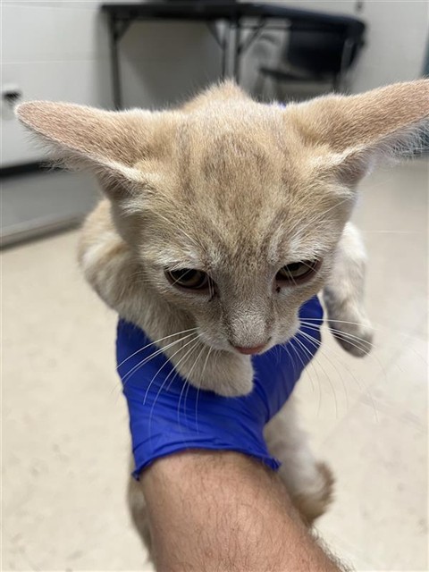 Adoptable Cat