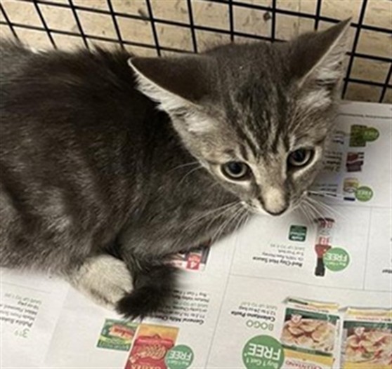 Adoptable Cat