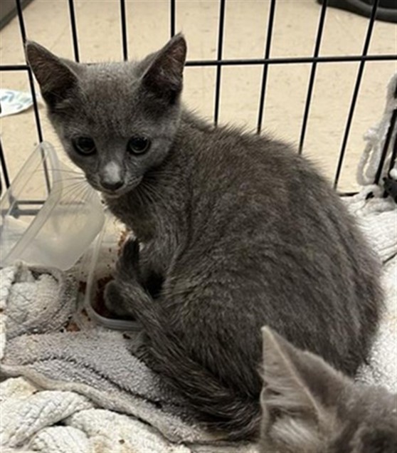 Adoptable Cat