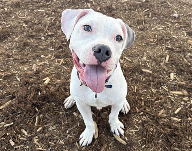 Krypto