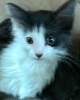 Stella