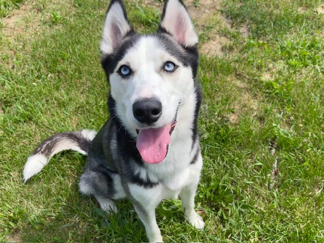 Nanook