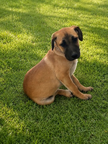 Coco