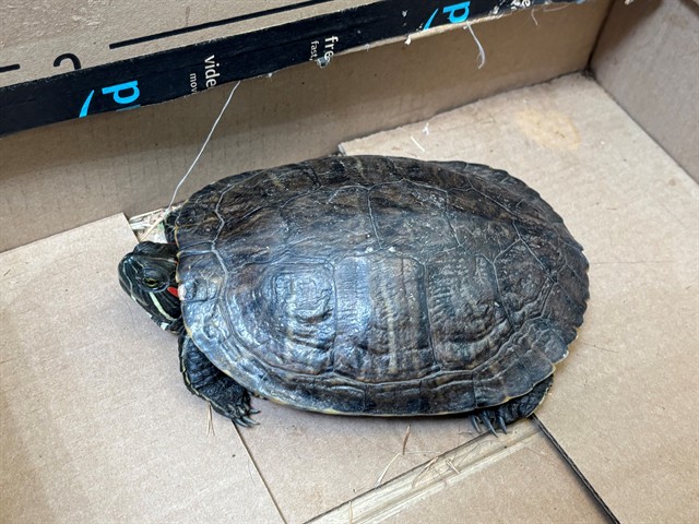 Bertha