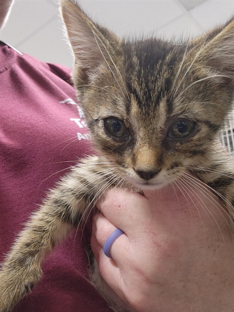 Adoptable Cat
