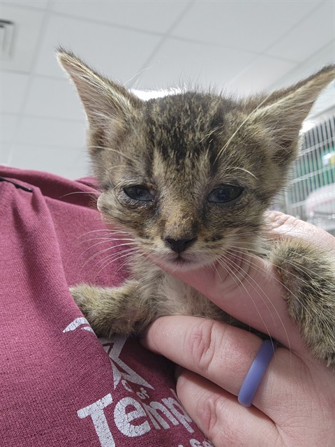 Adoptable Cat