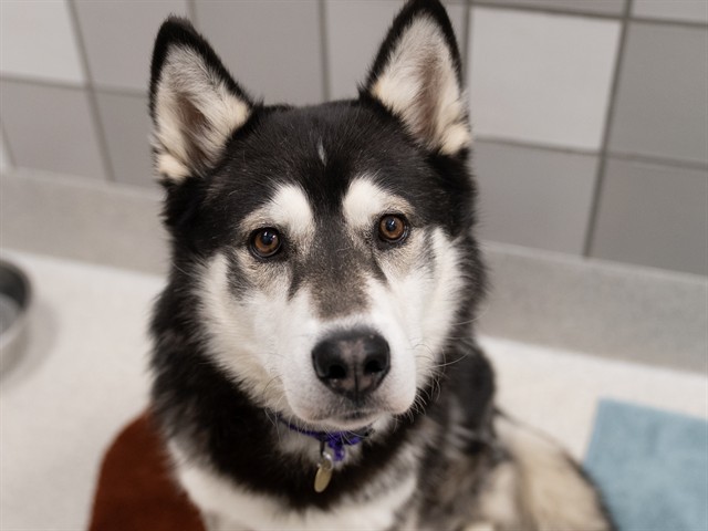 Balto