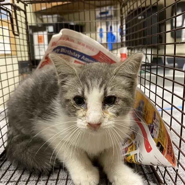 Adoptable Cat