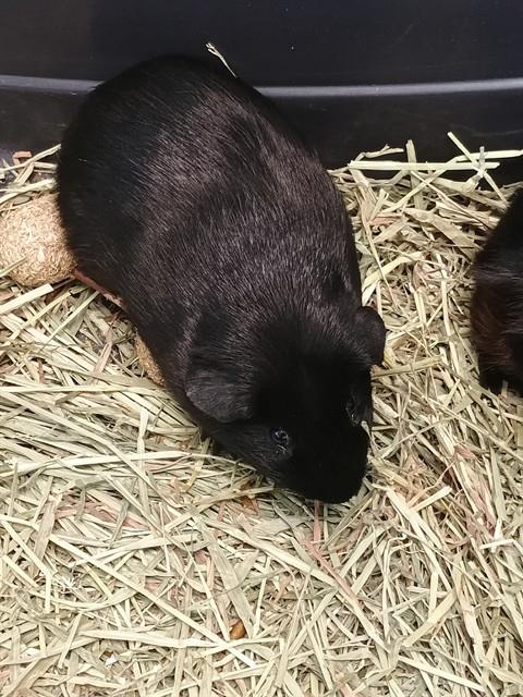 Darwin