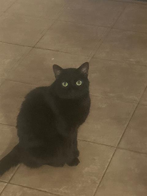 Jojo
