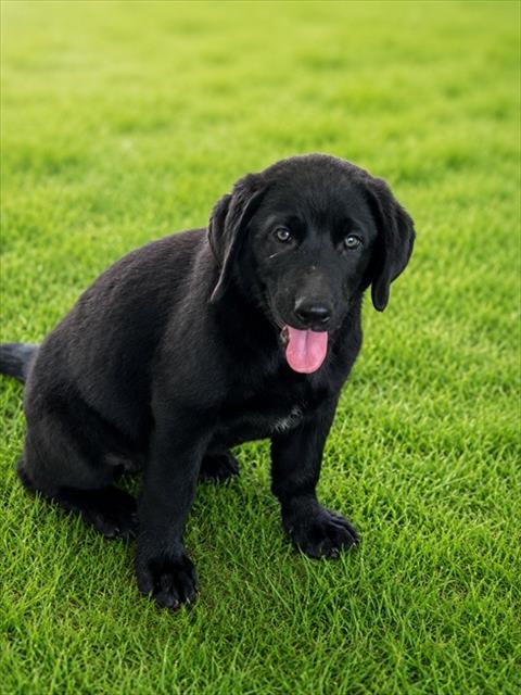 Stella