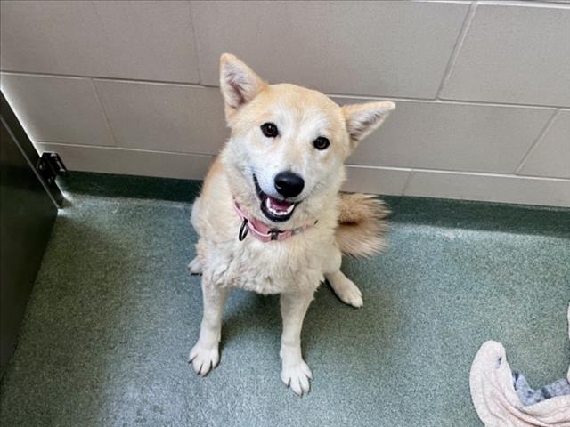 Adoptable Dog