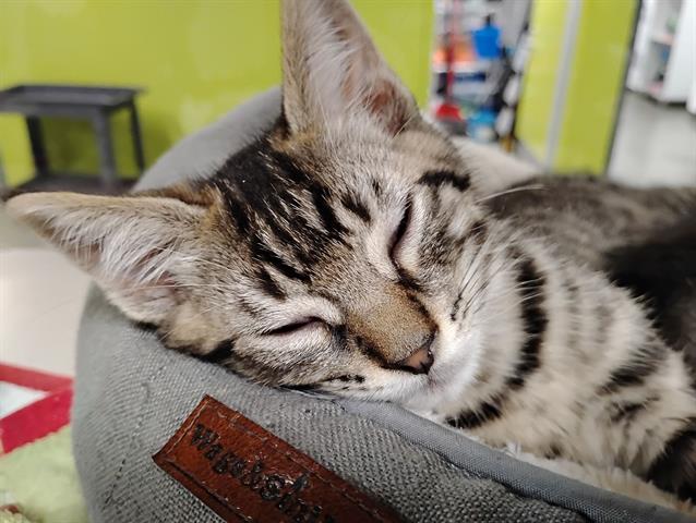 Tigger