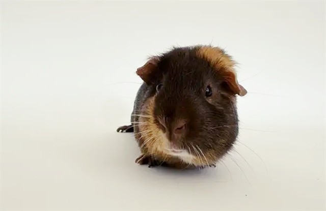 Pua