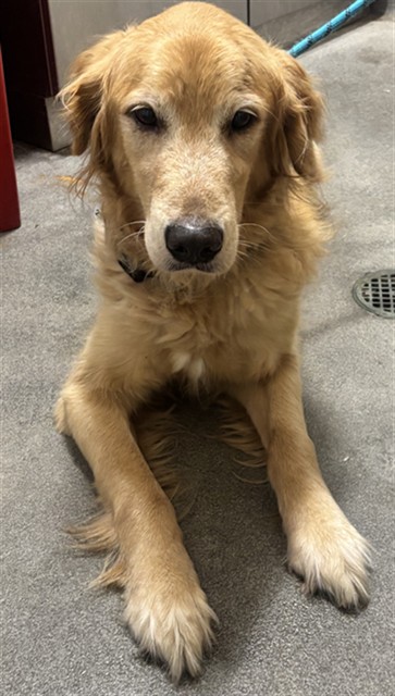 Duke