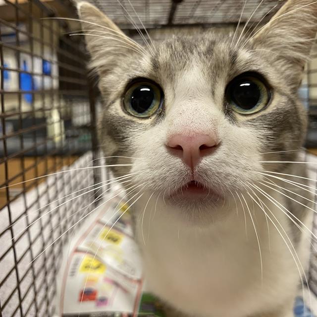 Adoptable Cat