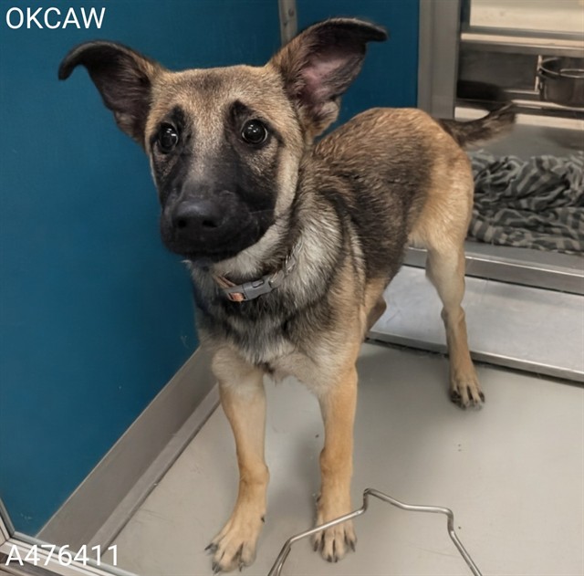 Adoptable Dog