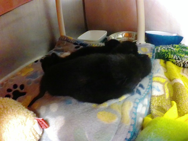 Mickey