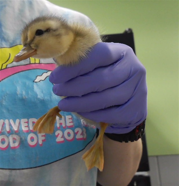 Ducky Larson